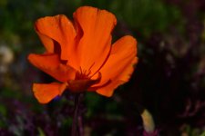 _ROY5027_00001.jpg