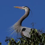 BlueHeron2.JPG