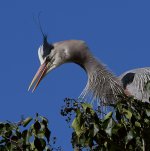 BlueHeron4.JPG