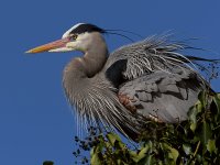 BlueHeron11.JPG