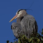 BlueHeron15.JPG