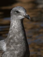 Gull3.JPG