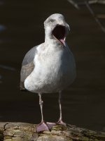 Gull4.JPG