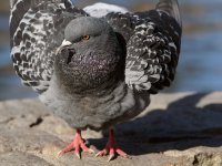 Pigeon4.JPG