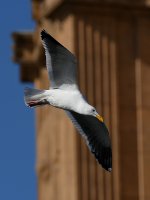 Gull6.JPG