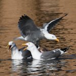 Gull11.JPG