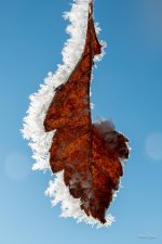 HoarFrost-404.jpg