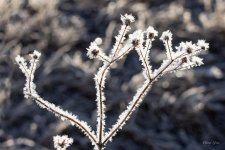HoarFrost-401.jpg