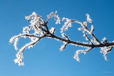 HoarFrost-402.jpg