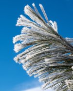 HoarFrost-403.jpg