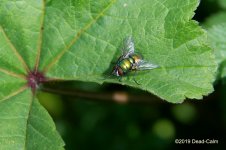 fly N 500_8811.jpg