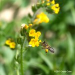 bee N 500_8764.jpg
