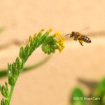 Bee N 500_8745.jpg