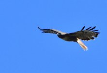_ROY5155_00001.jpg