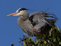 BlueHeron10.JPG