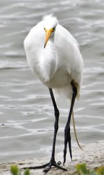 _ROY5309_00001.jpg
