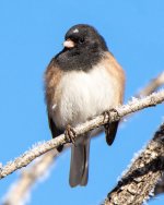 Junco-400.jpg