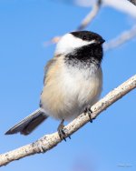 Chickadee-405.jpg