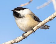 Chickadee-406.jpg