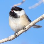 Chickadee-410.jpg