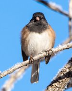 Junco-401.jpg