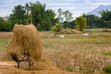 farm-1.jpg