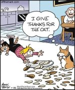 cat.jpg