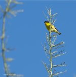 bird N 500_6465.jpg