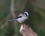 nikon-d7000-sigma-120-400_13108095104_o.jpg