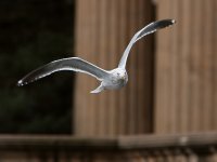 Gull2.JPG