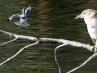 Kingfisher.JPG