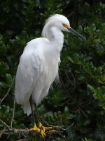 Egret7.JPG