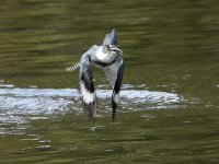 Kingfisher2.JPG