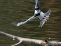 Kingfisher3.JPG