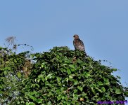 DSC_7764_001.JPG