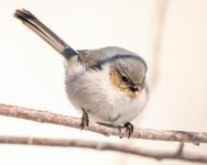 Bushtit-415.jpg