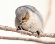 Bushtit-416.jpg