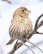 HouseFinch-410.jpg