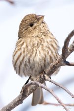 HouseFinch-411.jpg