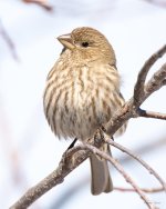 HouseFinch-412.jpg