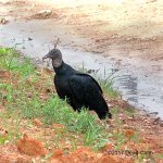 t vulture FR DSC_8040.jpg