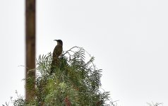 _ROY5688_00001.jpg