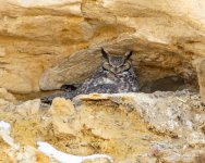 OwlNest-400.jpg