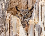 OwlNest-401.jpg