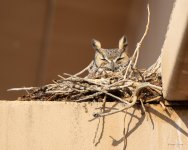 OwlNest-402.jpg