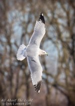 _NIK0424 low res.jpg