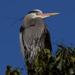 BlueHeron9.JPG