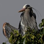BlueHeron14.JPG