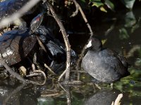 Coot.JPG