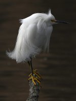 Egret2.JPG